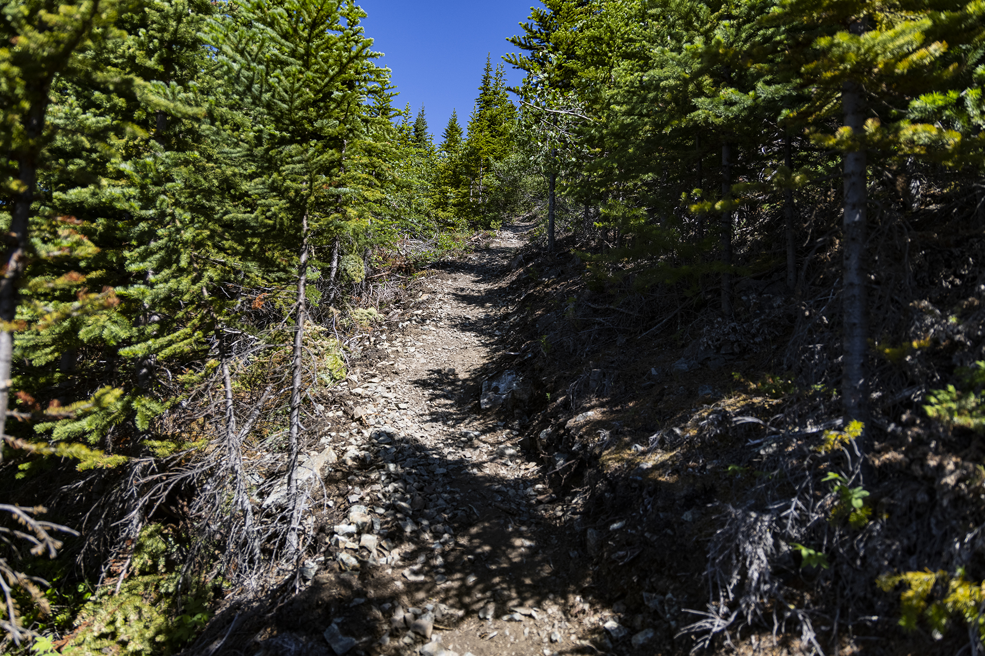 Monarch Mountain Trail, near Atlin, B.C., pictured on July 3, 2021. (Steve Silva)